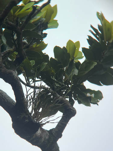 Dendrobium equitans, photograph 3
