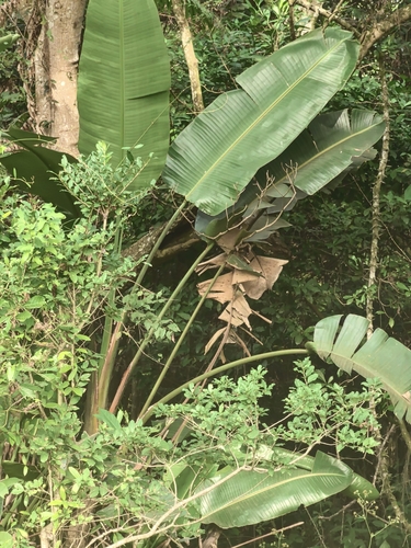 giant bird-of-paradise flower