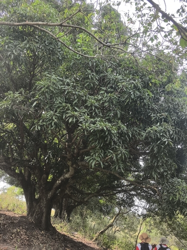 Indian mango
