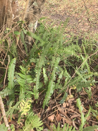 Fishbone Fern