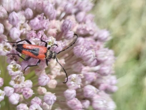 heart longhorn beetle
