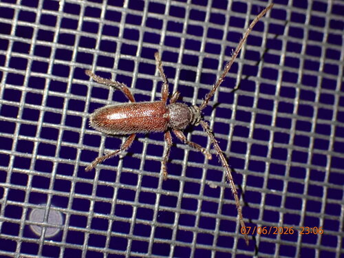 Anelaphus moestus
