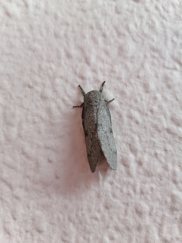 Polilla de seda