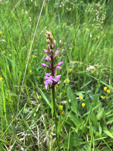 Fragrant Orchid