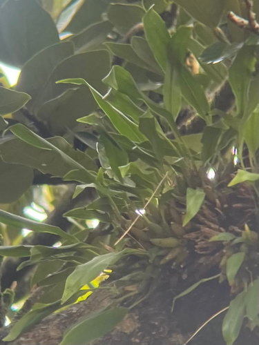 Coelogyne uncata, photograph 2