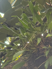 Coelogyne uncata, photograph naturedom12, CC0, iNaturalist via GBIF