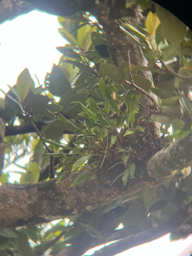 Coelogyne uncata, photograph 1