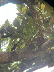 Coelogyne uncata, photograph naturedom12, CC0, iNaturalist via GBIF