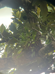 Coelogyne uncata, photograph naturedom12, CC0, iNaturalist via GBIF
