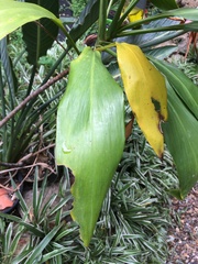 Cordyline manners-suttoniae