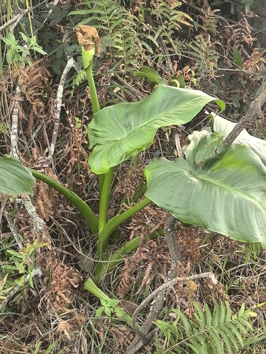 calla lily