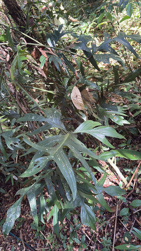 Philodendron pedatum