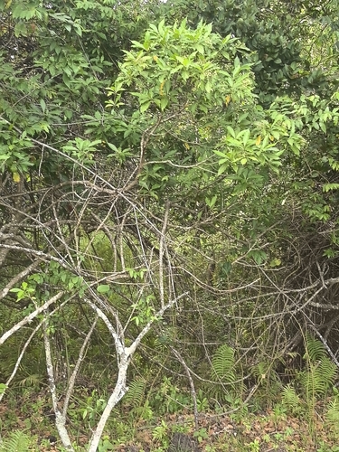 Bride's Bush Tarenna