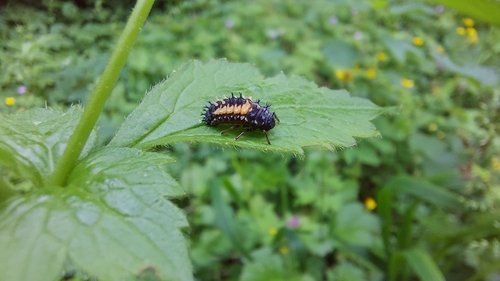 Asian Lady Beetle