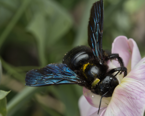 Violet Carpenter Bee