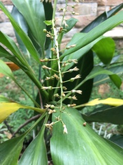 Cordyline manners-suttoniae