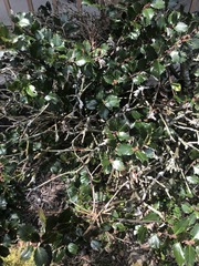 Alectryon diversifolius