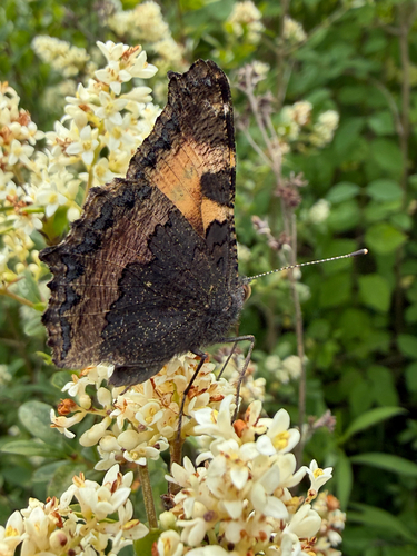 Small Tortoiseshell