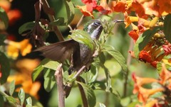 Lampornis viridipallens