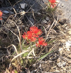 Castilleja coccinea