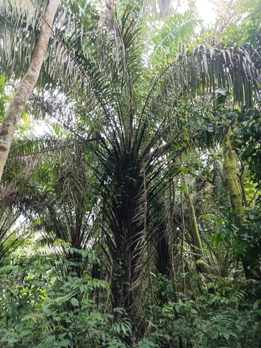 African oil palm