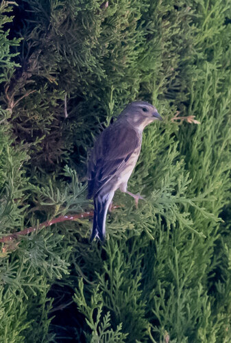 Eurasian Linnet