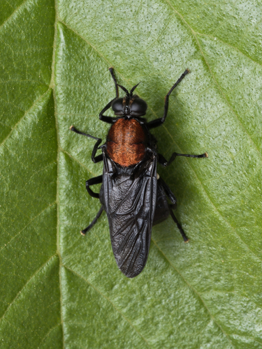 Clitellaria ephippium