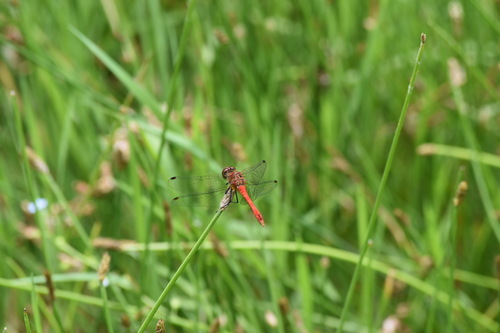 Ruddy Darter