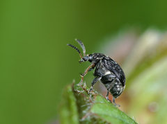 Bruchus atomarius