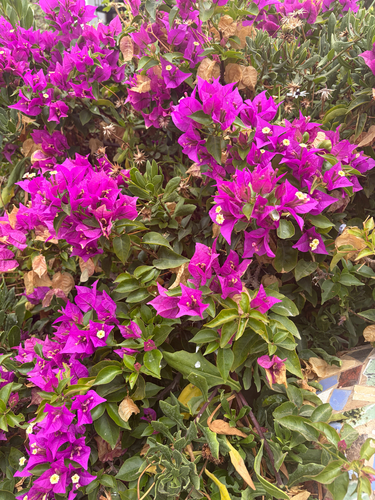 lesser bougainvillea