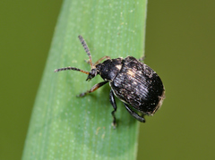 Bruchus atomarius
