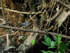 Hypocnemoides maculicauda