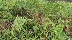 Hypolepis punctata
