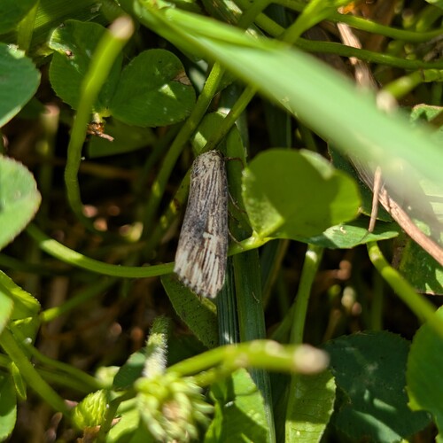 Verbena Moth photo 5