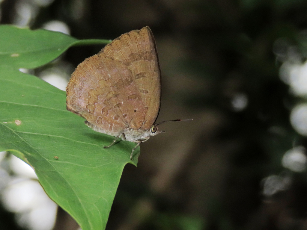 Japanese Oakblue