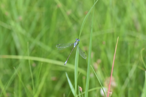Emerald Spreadwing