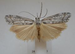 Orocrambus cyclopicus