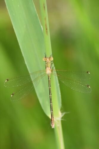Migrant Spreadwing