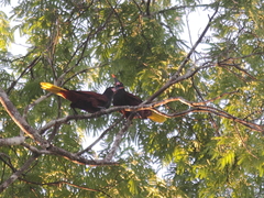 Psarocolius bifasciatus