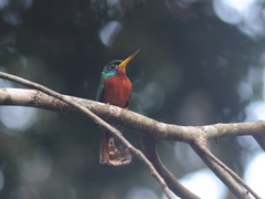 Galbula cyanicollis