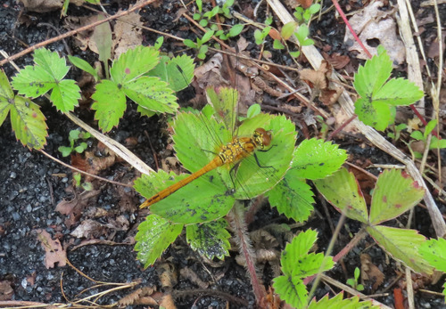 Ruddy Darter