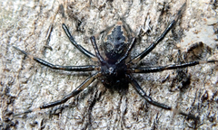 Hadrotarsinae