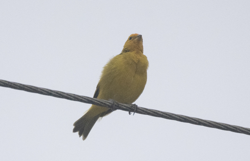 Saffron Finch