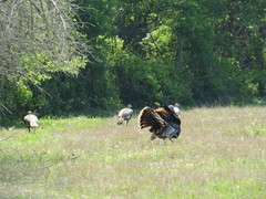 Meleagris gallopavo intermedia