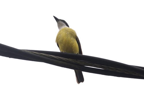 Great Kiskadee