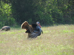 Meleagris gallopavo intermedia