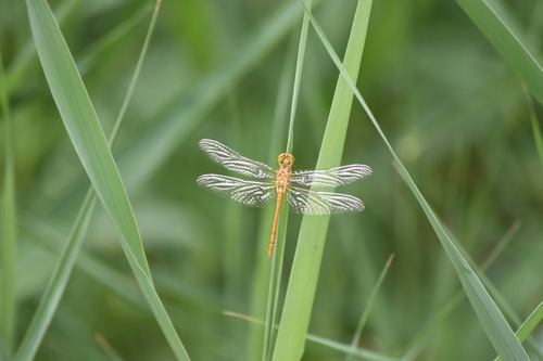 Southern Darter