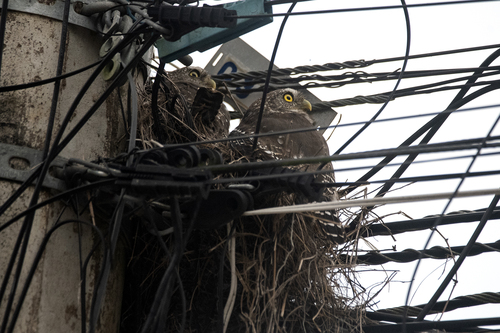 Ferruginous Pygmy-Owl