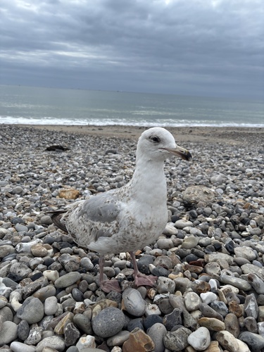 European Herring Gull