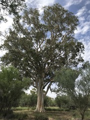 Corymbia aparrerinja